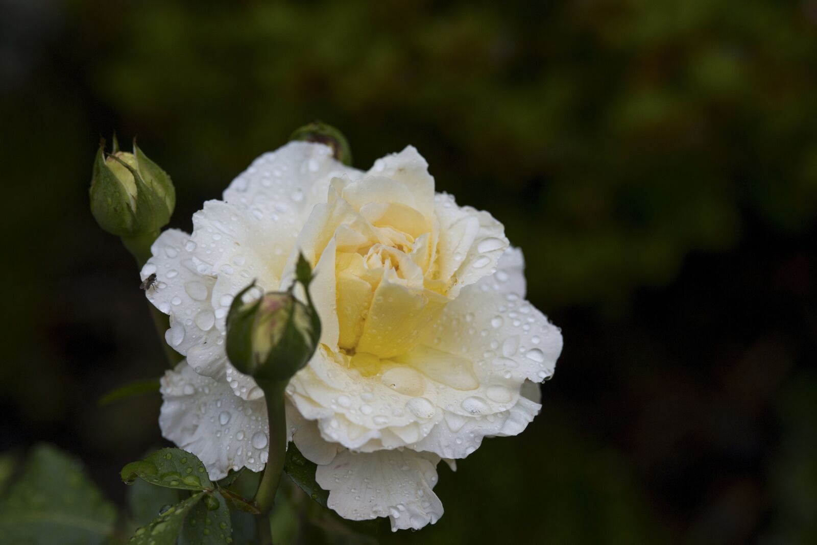 Nikon D800E sample photo. Rose, flower, blossom photography