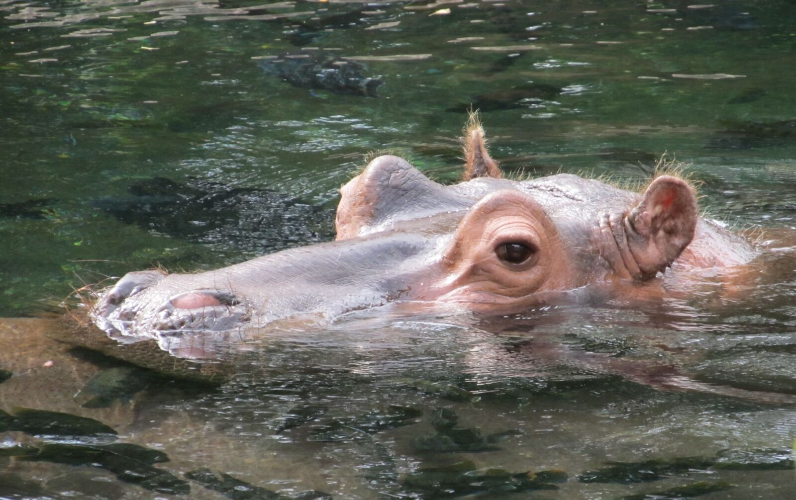 Canon PowerShot SX130 IS sample photo. Hippopotamus, hippo, portrait photography