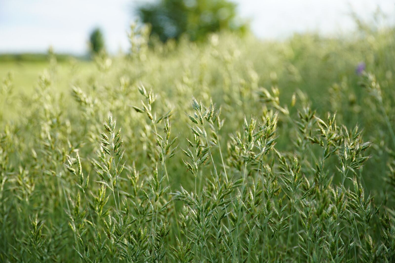 Sony a7R II + Sony E PZ 18-105mm F4 G OSS sample photo. Bromus, brome-grass, close up photography