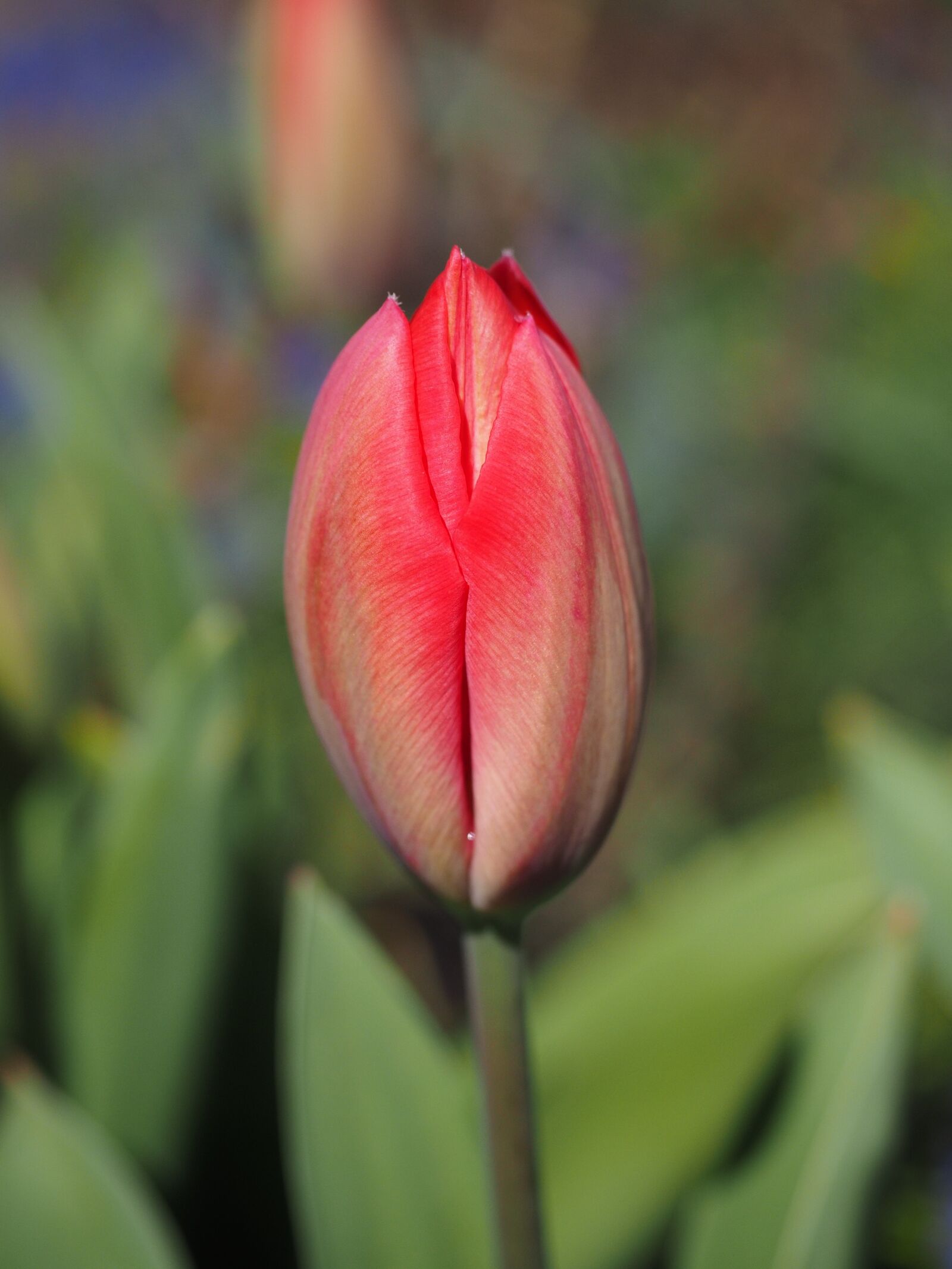 Olympus OM-D E-M1 + Olympus M.Zuiko Digital ED 12-40mm F2.8 Pro sample photo. Tulip, blossom, bloom photography