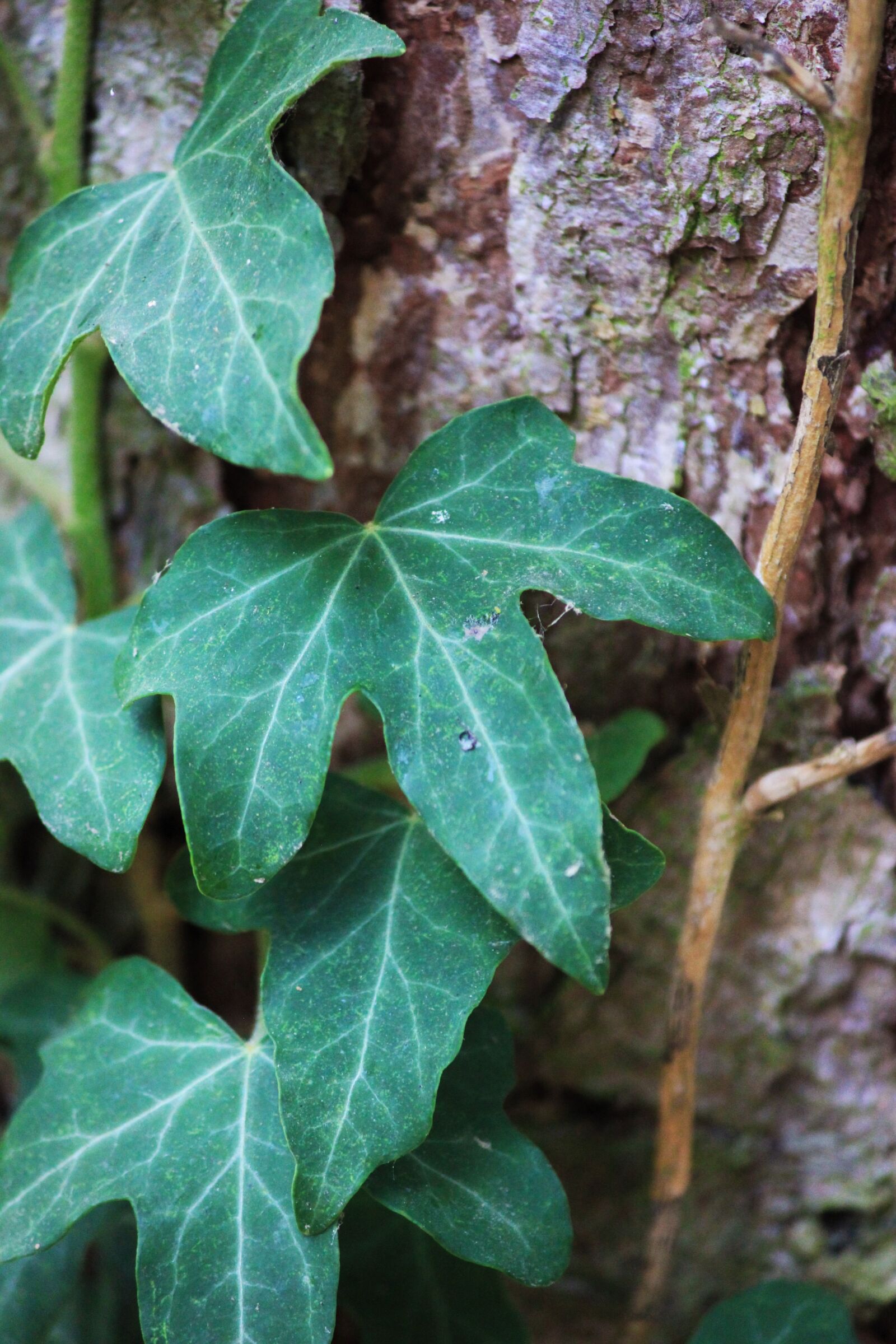 Canon EOS 550D (EOS Rebel T2i / EOS Kiss X4) sample photo. Ivy, leaves, nature photography