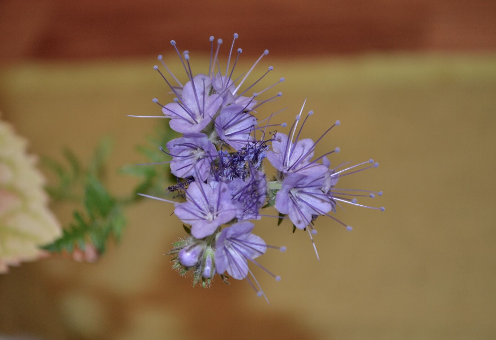 Nikon D3100 sample photo. Focus, shot, of, purple photography