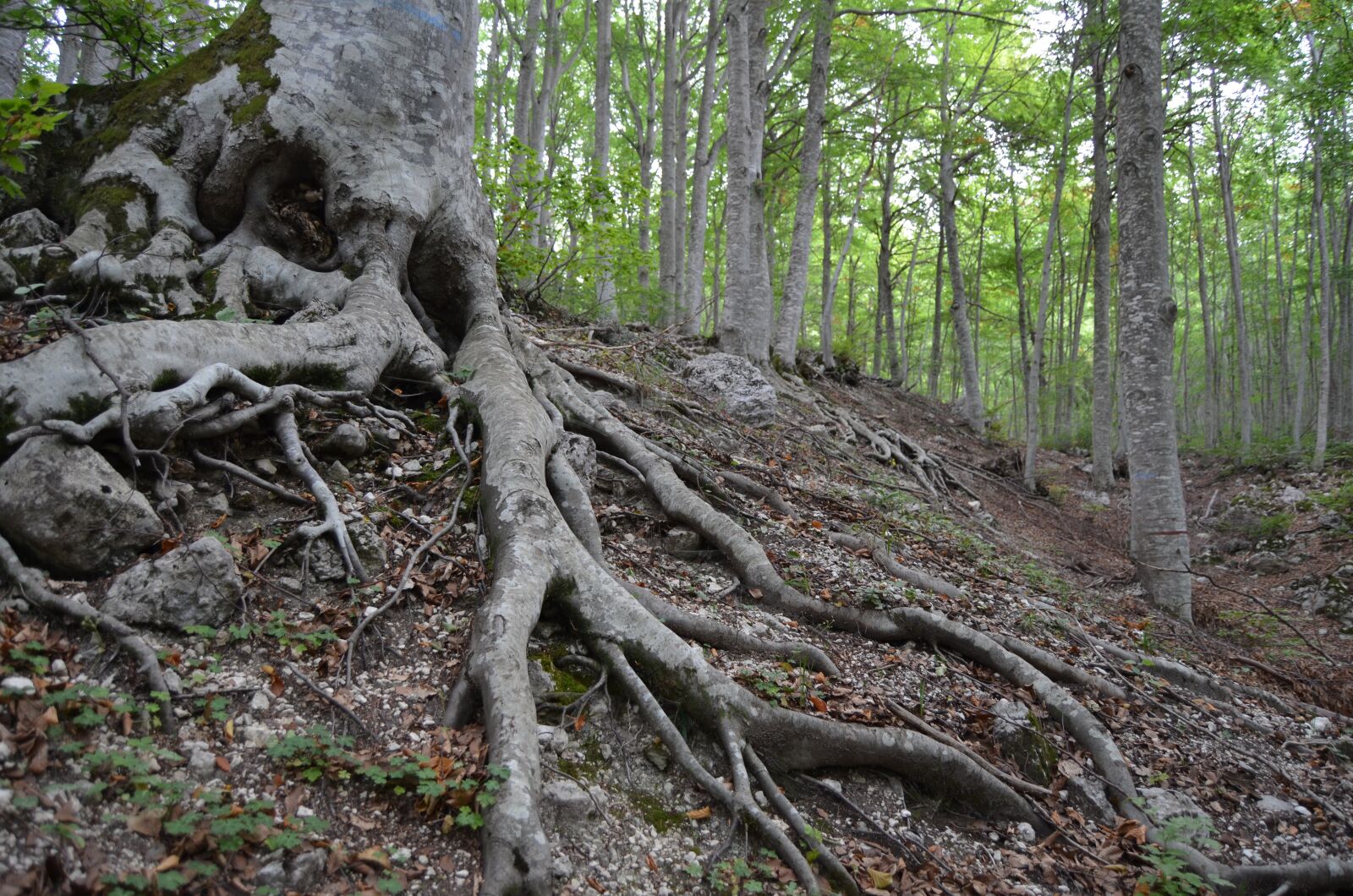 Nikon D5100 sample photo. Root, beech, beech wood photography