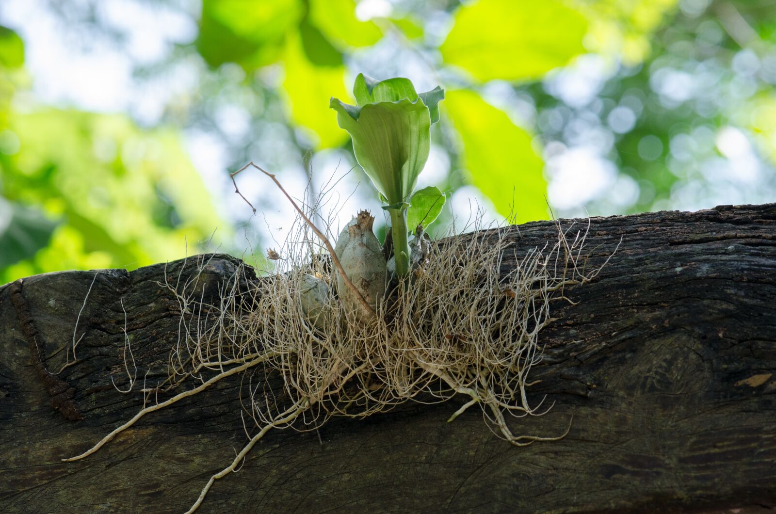 Nikon D5100 sample photo. Root, bud, hold on photography
