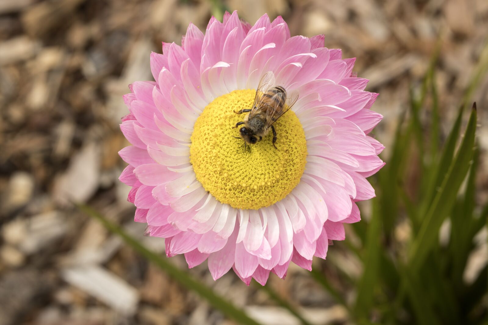 Canon EF-S 35mm F2.8 Macro IS STM sample photo. Bee, honeybee, hymenoptera photography