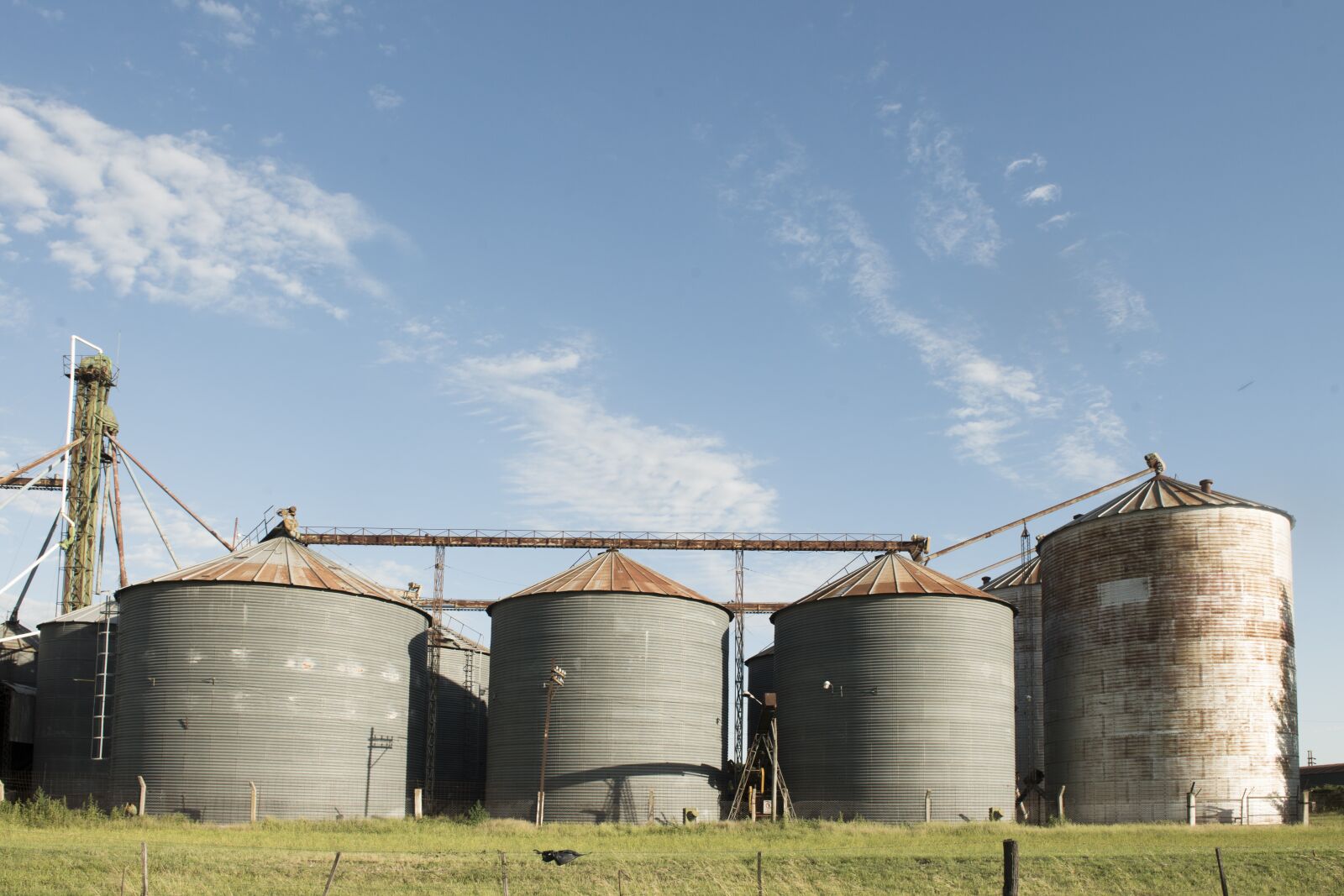 Nikon D800 sample photo. Cereal, field, agriculture photography