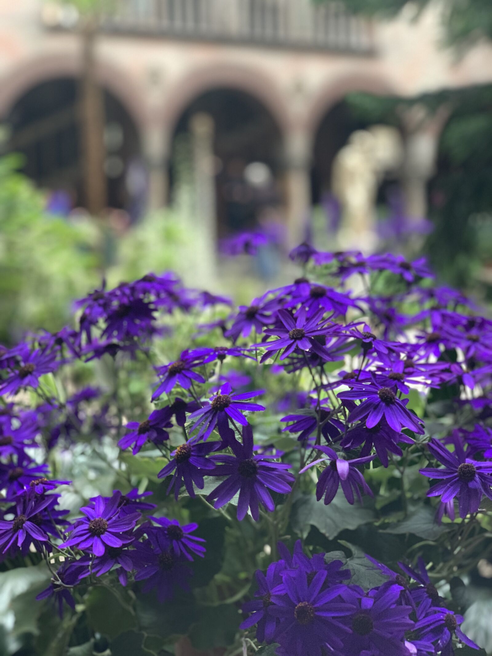 Apple iPhone XS Max sample photo. Flowers, museum, nature photography