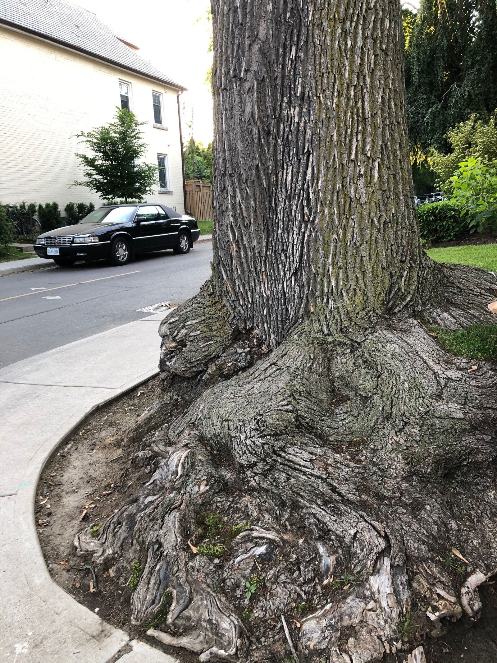 iPhone 8 back camera 3.99mm f/1.8 sample photo. Toronto, aging, tree photography