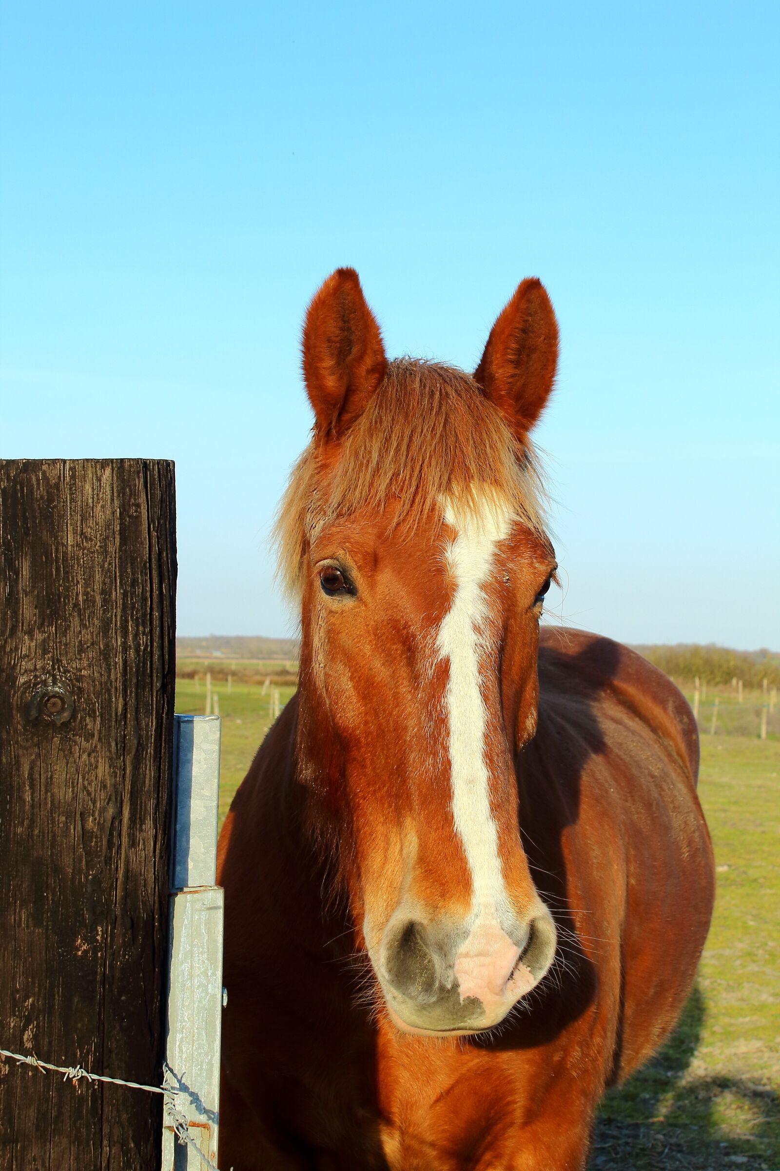 Canon EOS 1200D (EOS Rebel T5 / EOS Kiss X70 / EOS Hi) sample photo. Horse, prairie, nature photography