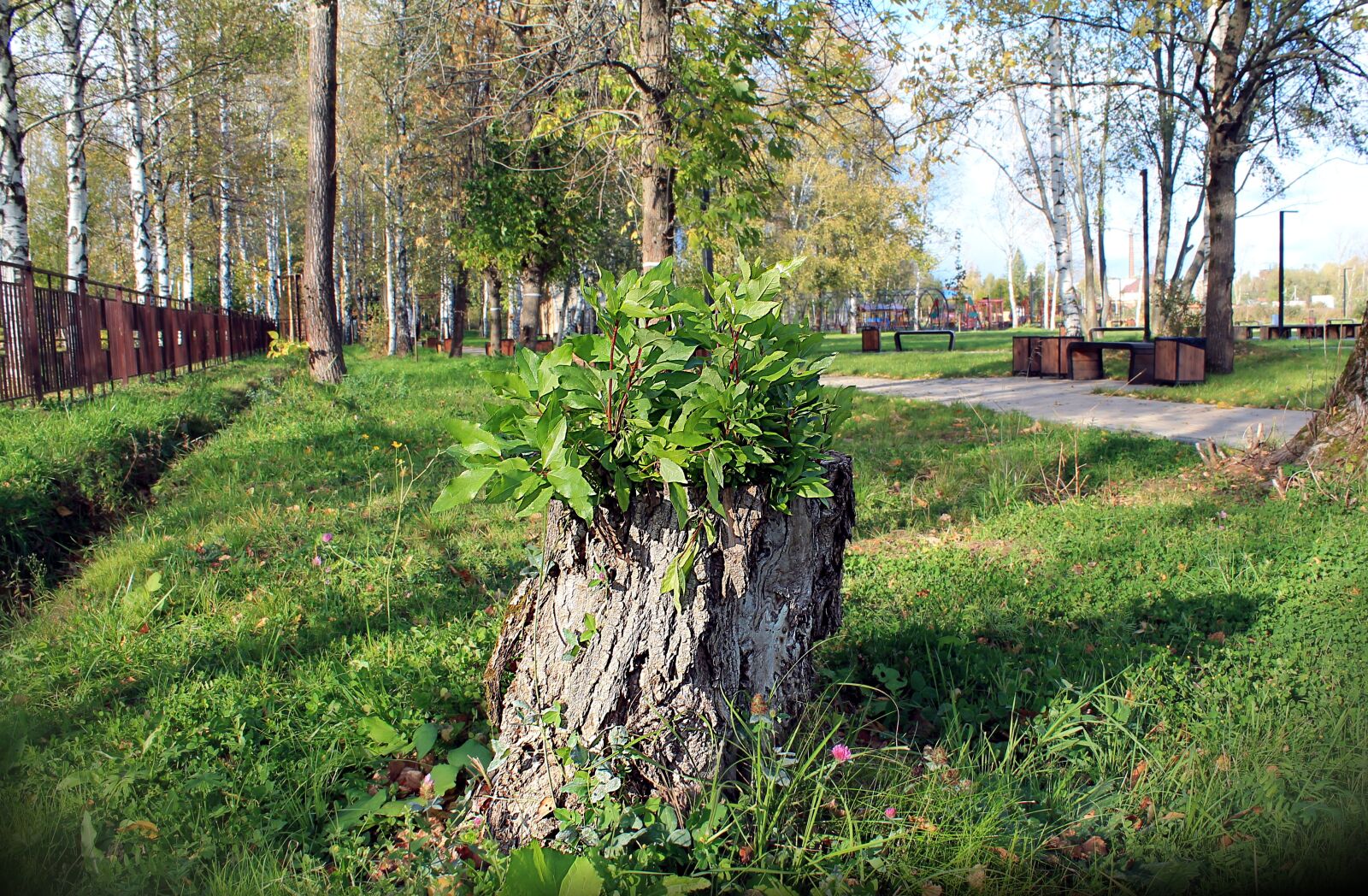 Canon EOS 1100D (EOS Rebel T3 / EOS Kiss X50) sample photo. Nature, stump, green photography