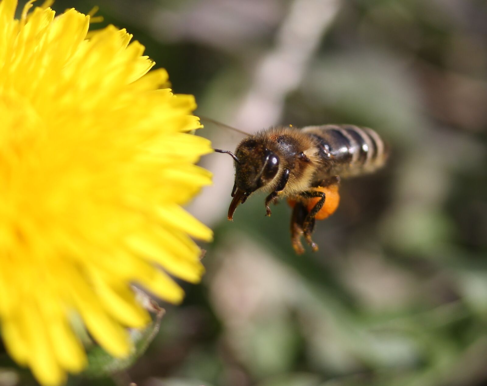 Canon EF-S 60mm F2.8 Macro USM sample photo. Dandelion, bee, flight photography