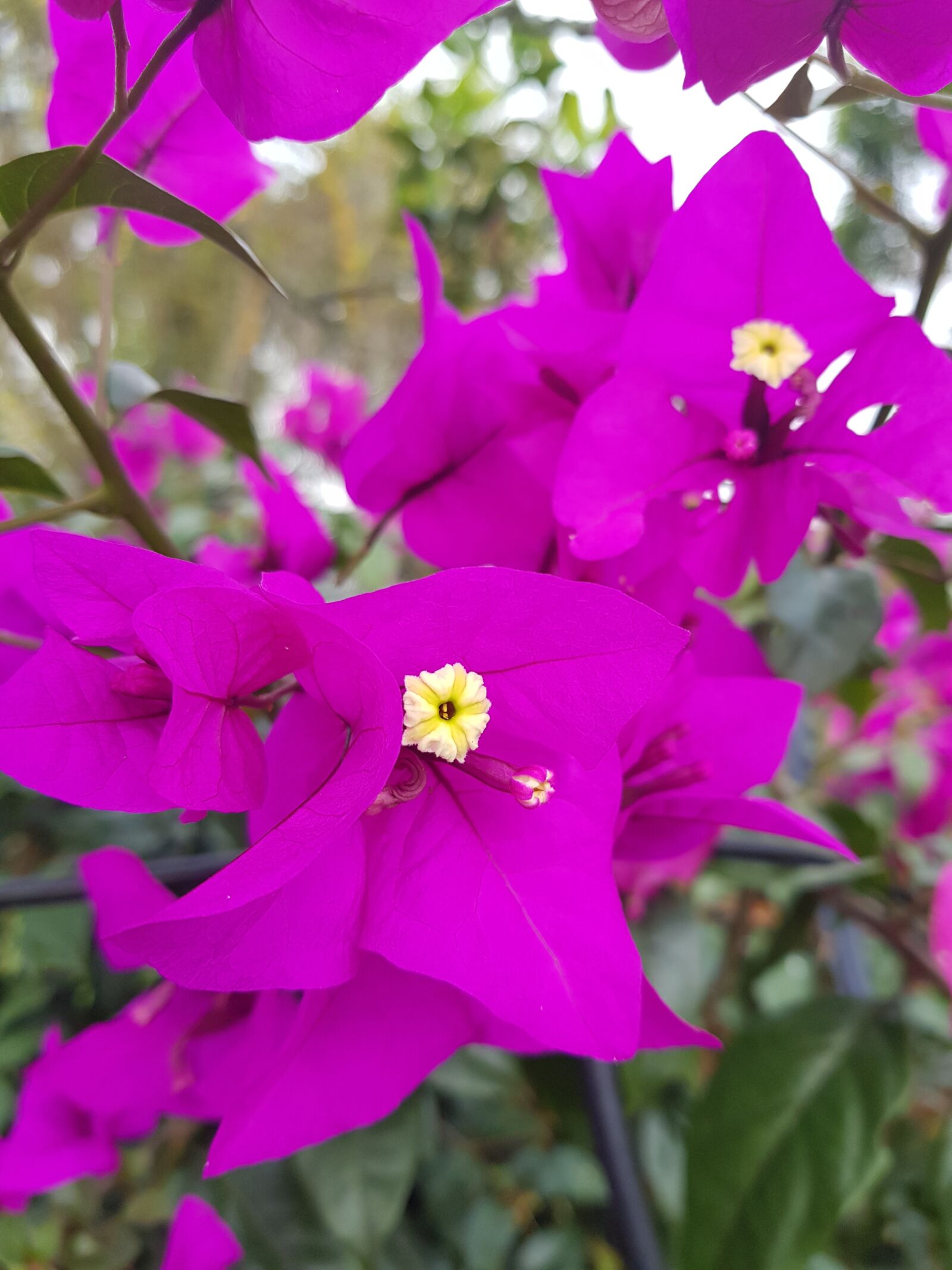 Samsung Galaxy S8+ sample photo. Flower, nature, plant photography