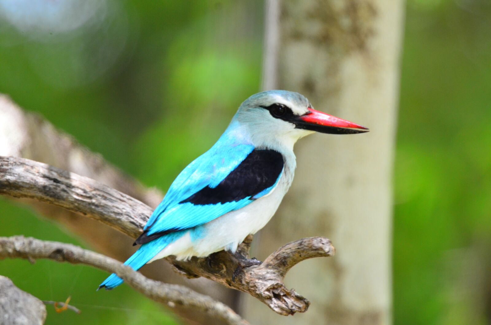 Nikon D7000 sample photo. Kingfisher, bird, nature photography