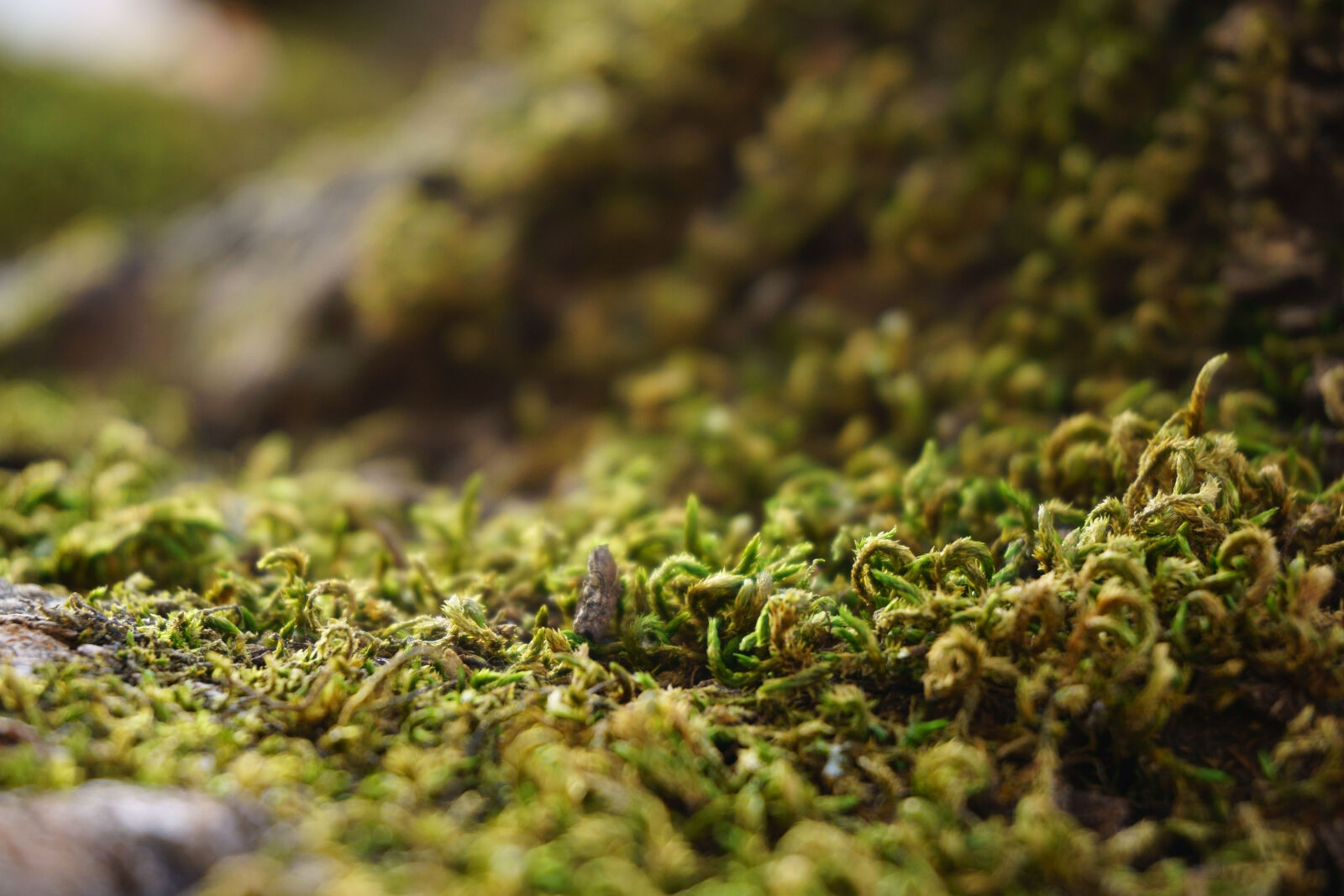 Sony a6000 sample photo. Forest, moss, mountains, nature photography
