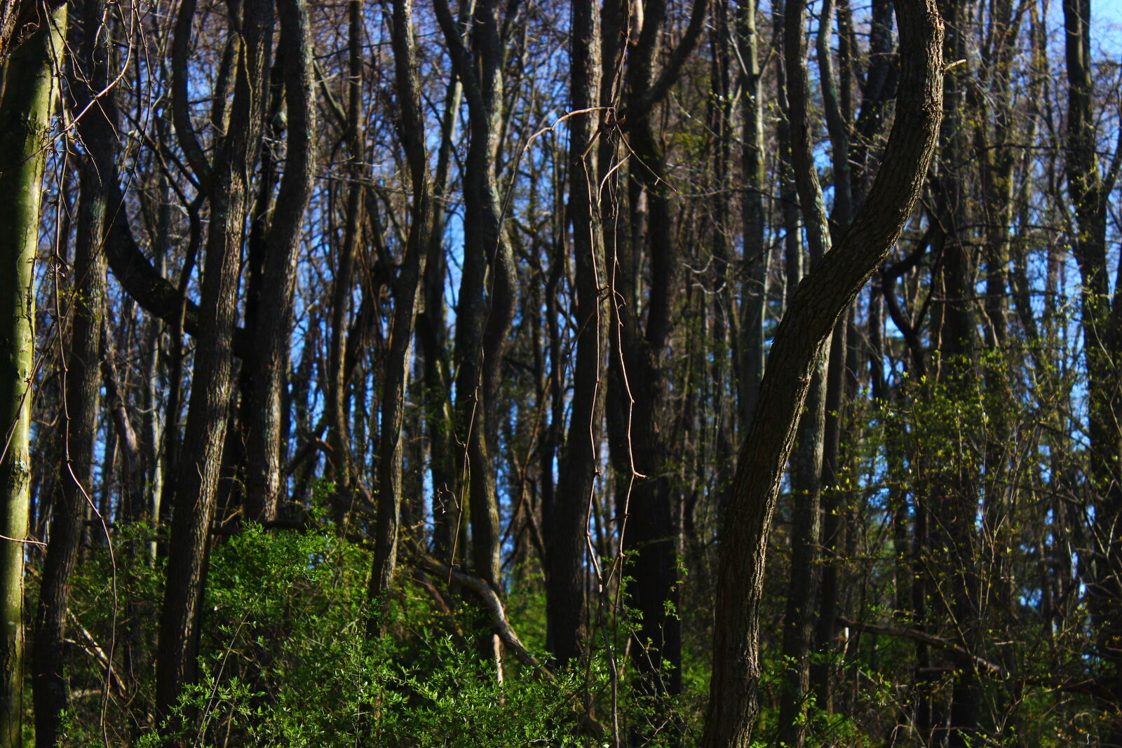 Canon EOS 600D (Rebel EOS T3i / EOS Kiss X5) sample photo. Forest, hd, wallpaper, plants photography