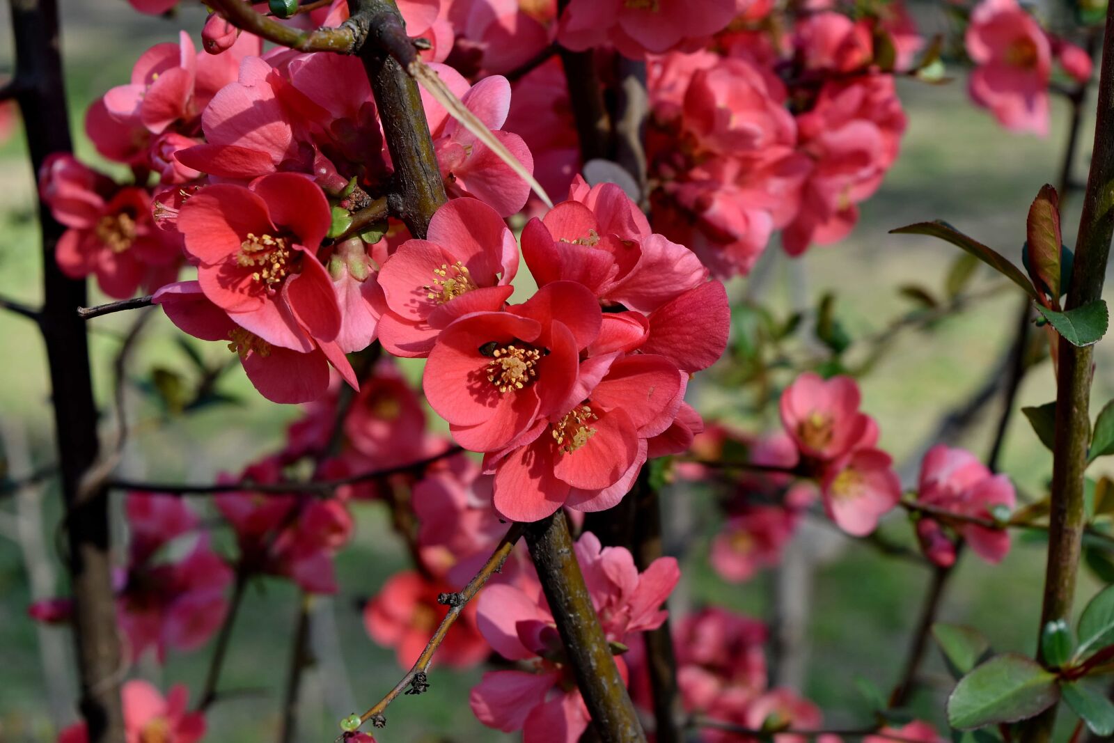 Nikon D5500 sample photo. Plant, pink, blossom, nature photography