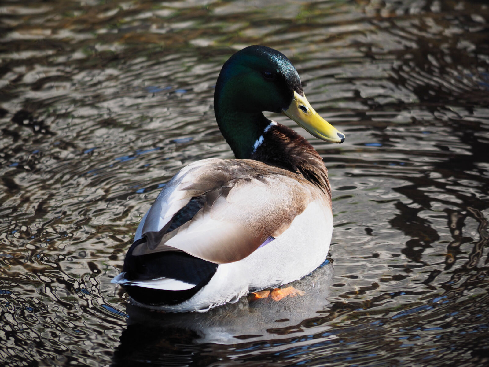 Olympus OM-D E-M1 sample photo