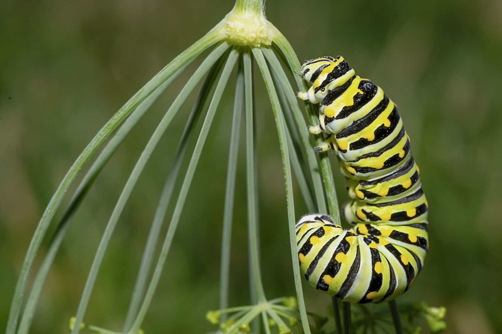 Nikon D610 sample photo. Caterpillar, insect, larva photography
