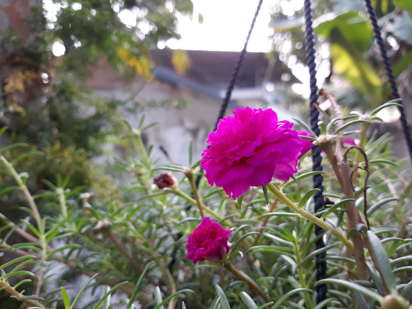 Samsung Galaxy J7 Pro sample photo. Beautiful, flowers, india, kerala photography