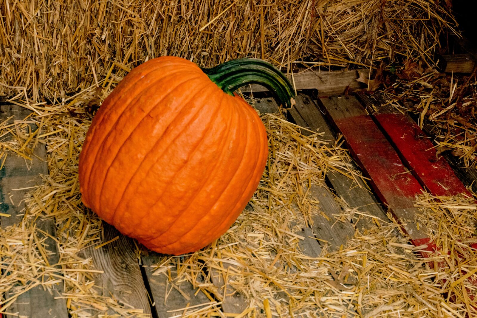 Nikon AF-S DX Micro Nikkor 40mm F2.8 sample photo. Autumn, fall, farm, food photography