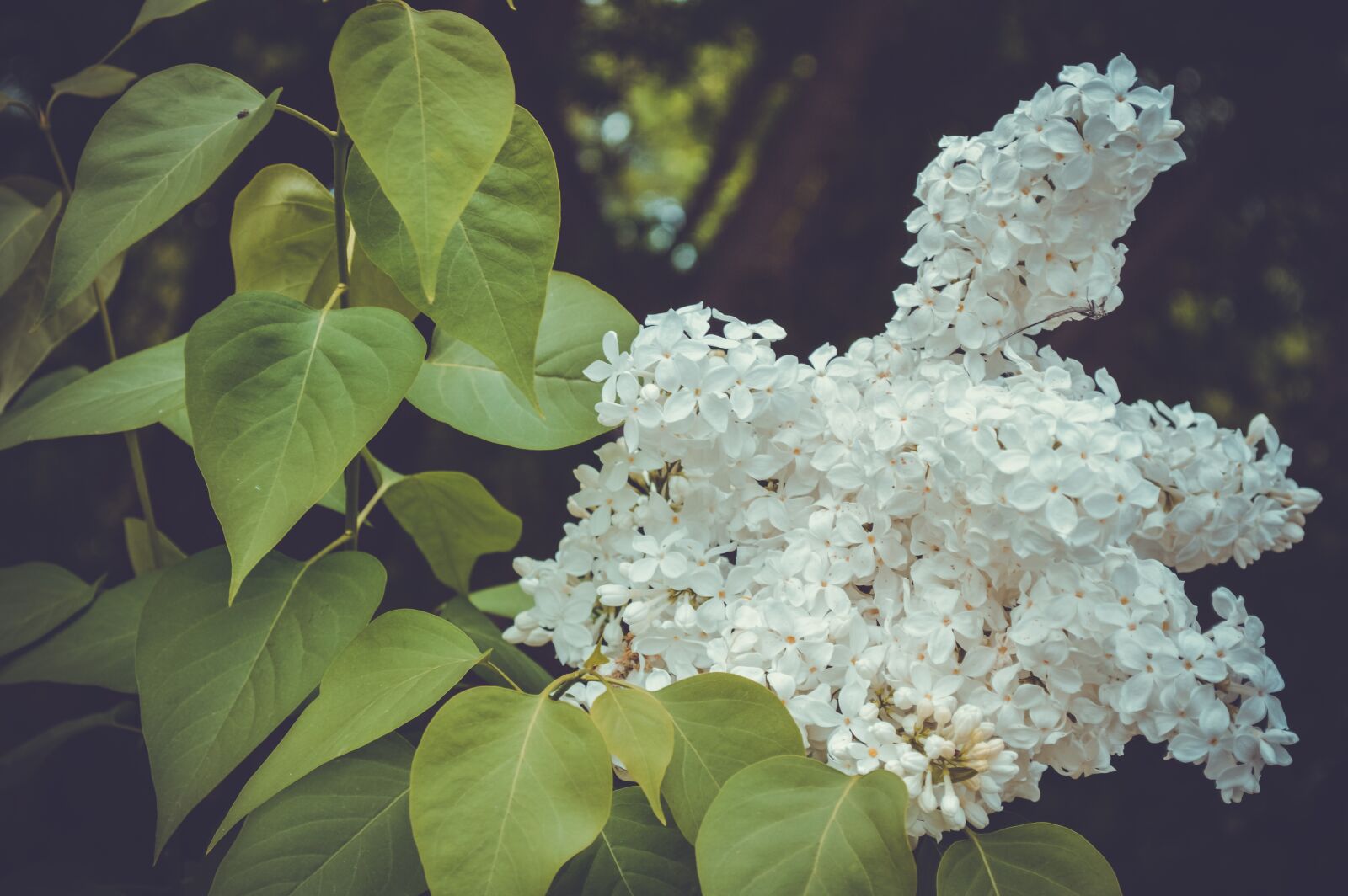 Nikon D3200 sample photo. Flowers, garden, garden flowers photography