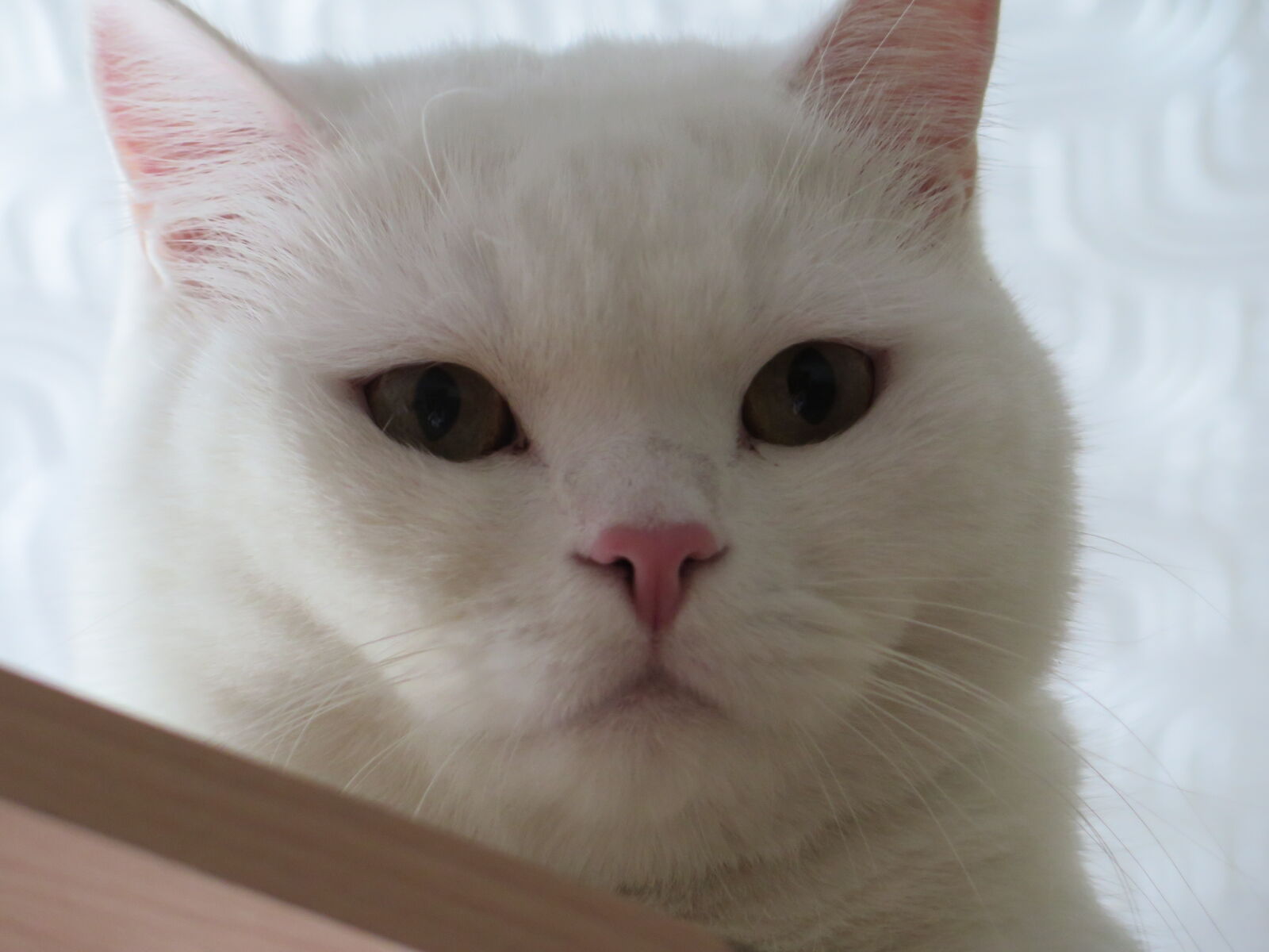 Canon PowerShot G16 sample photo. Cat photography