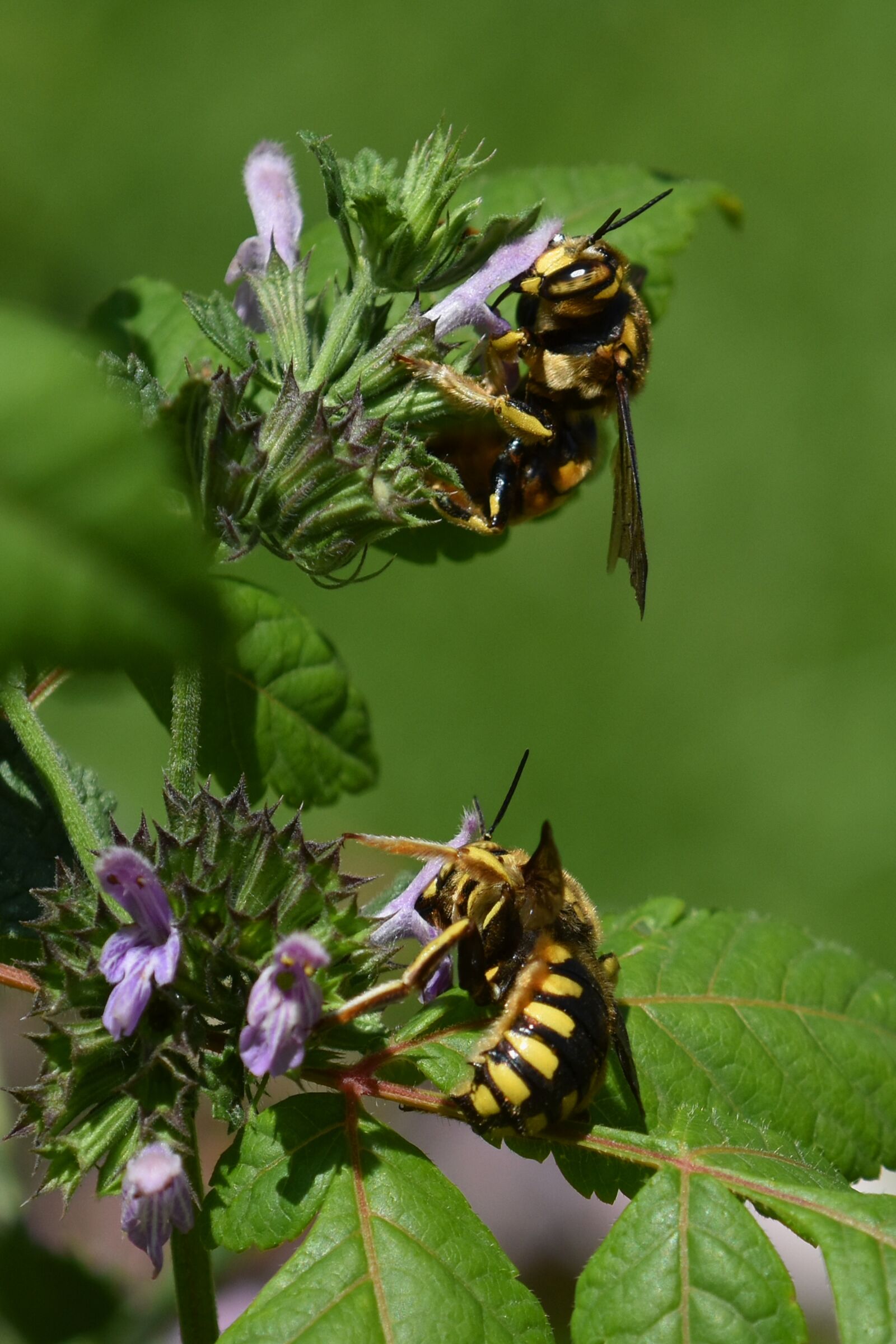 Nikon D3500 sample photo. Bees, flowers, pollination photography