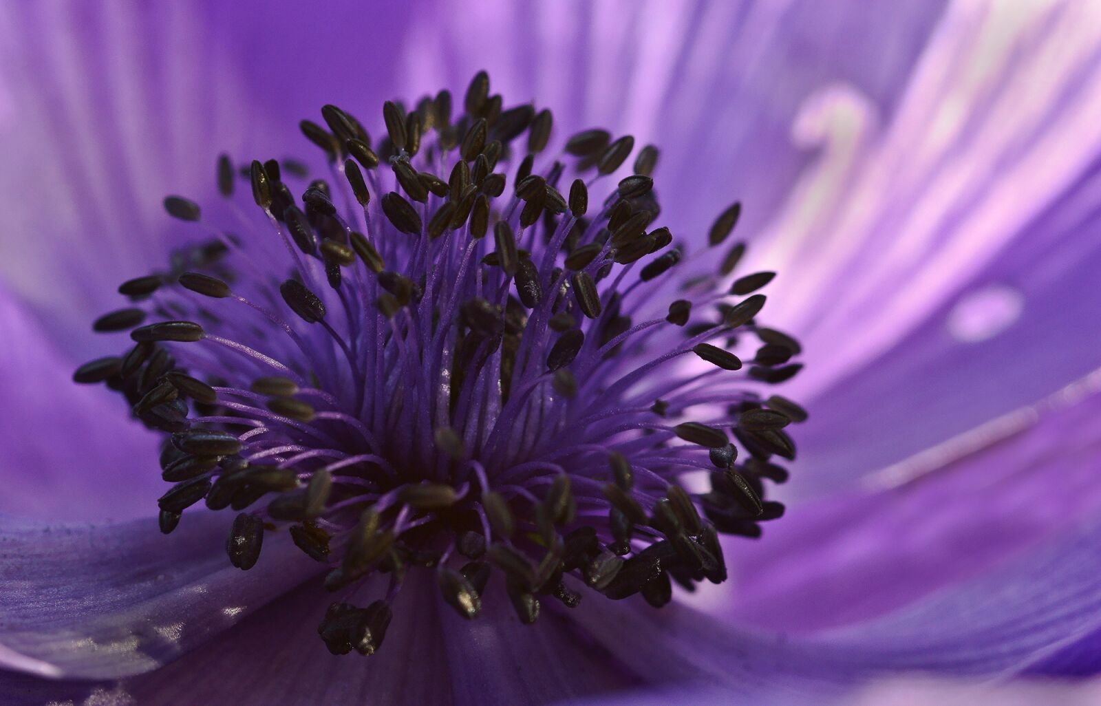 Sony SLT-A77 sample photo. Anemone, purple, flower photography