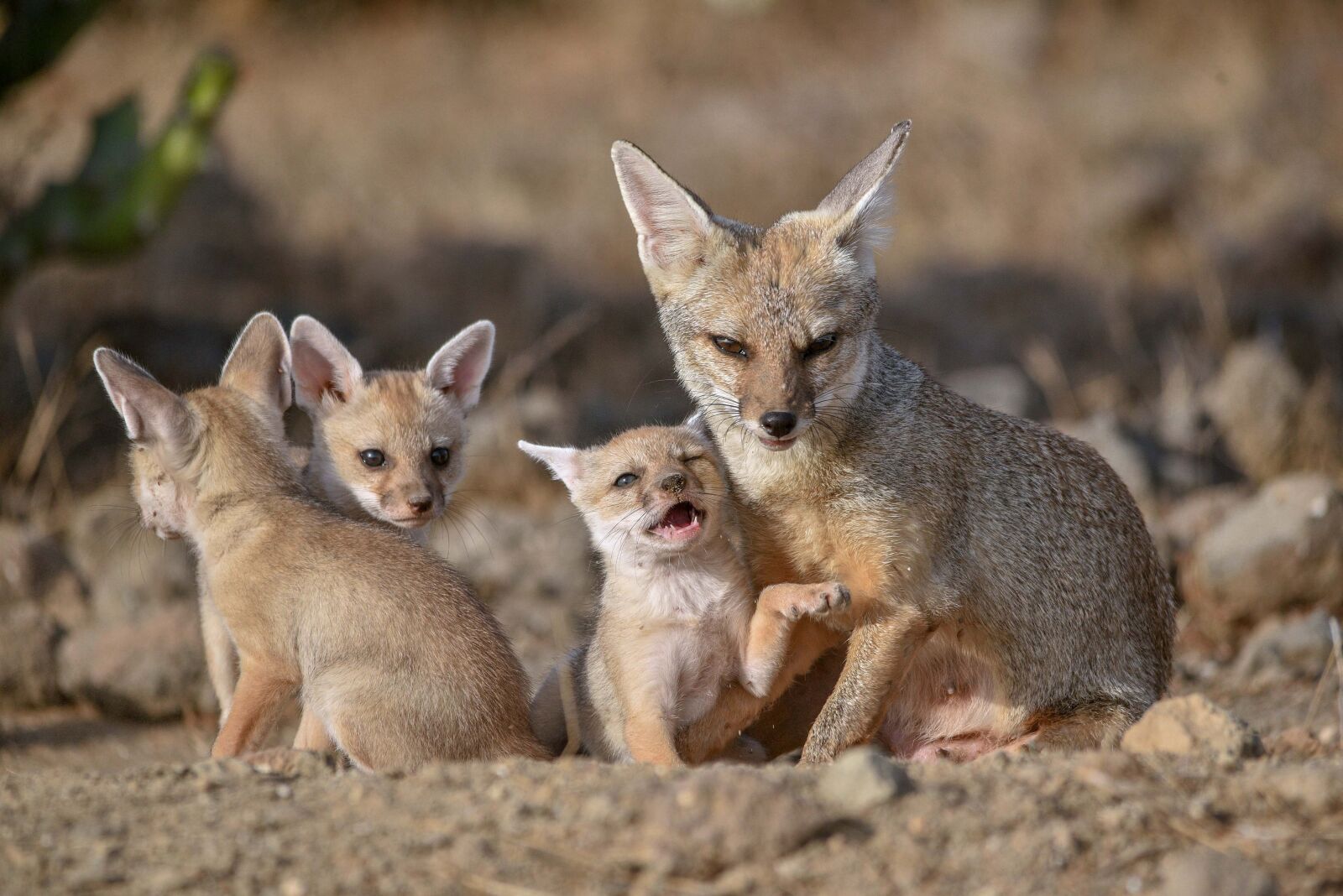 Nikon D750 sample photo. Foxes, family, babies photography
