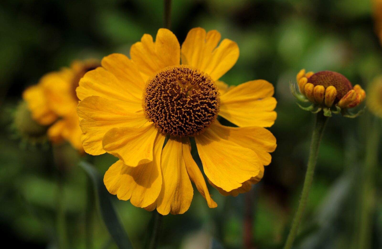 Canon EOS 600D (Rebel EOS T3i / EOS Kiss X5) + Canon EF 50mm F1.8 STM sample photo. Helenium, yellow, flower photography