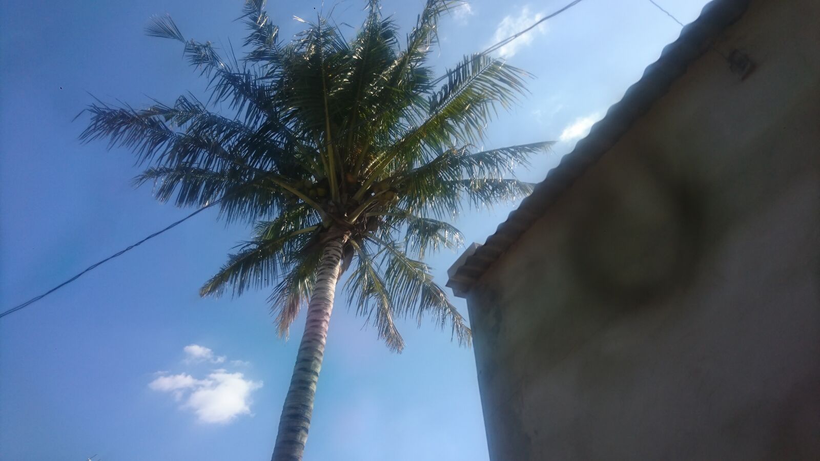 Sony Xperia XZ sample photo. Tree, coconut, mozambique photography