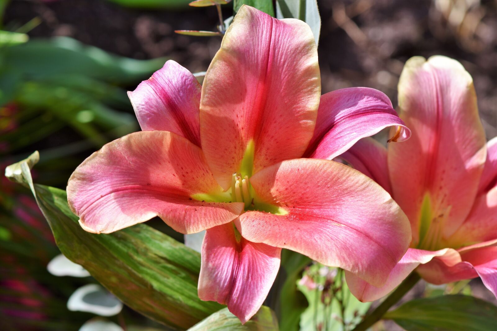 Nikon D7200 sample photo. Lily, flower, blossom photography