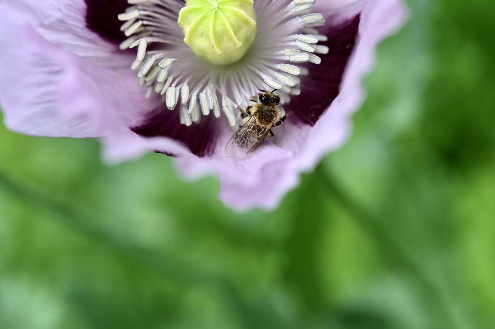 Nikon Z6 sample photo. Bee, honey bee, pollen photography