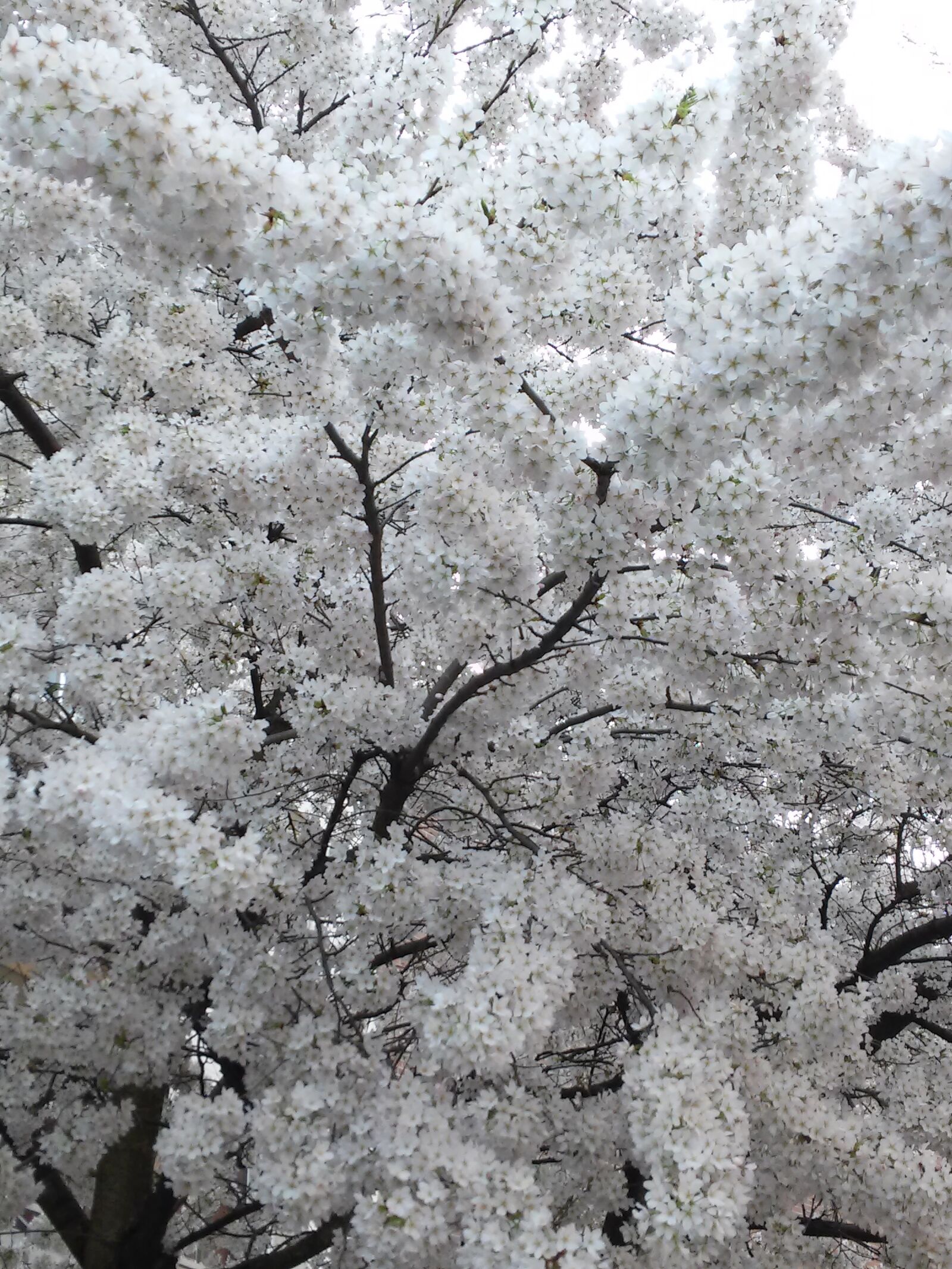 LG G2 MINI sample photo. Spring, tree, white photography