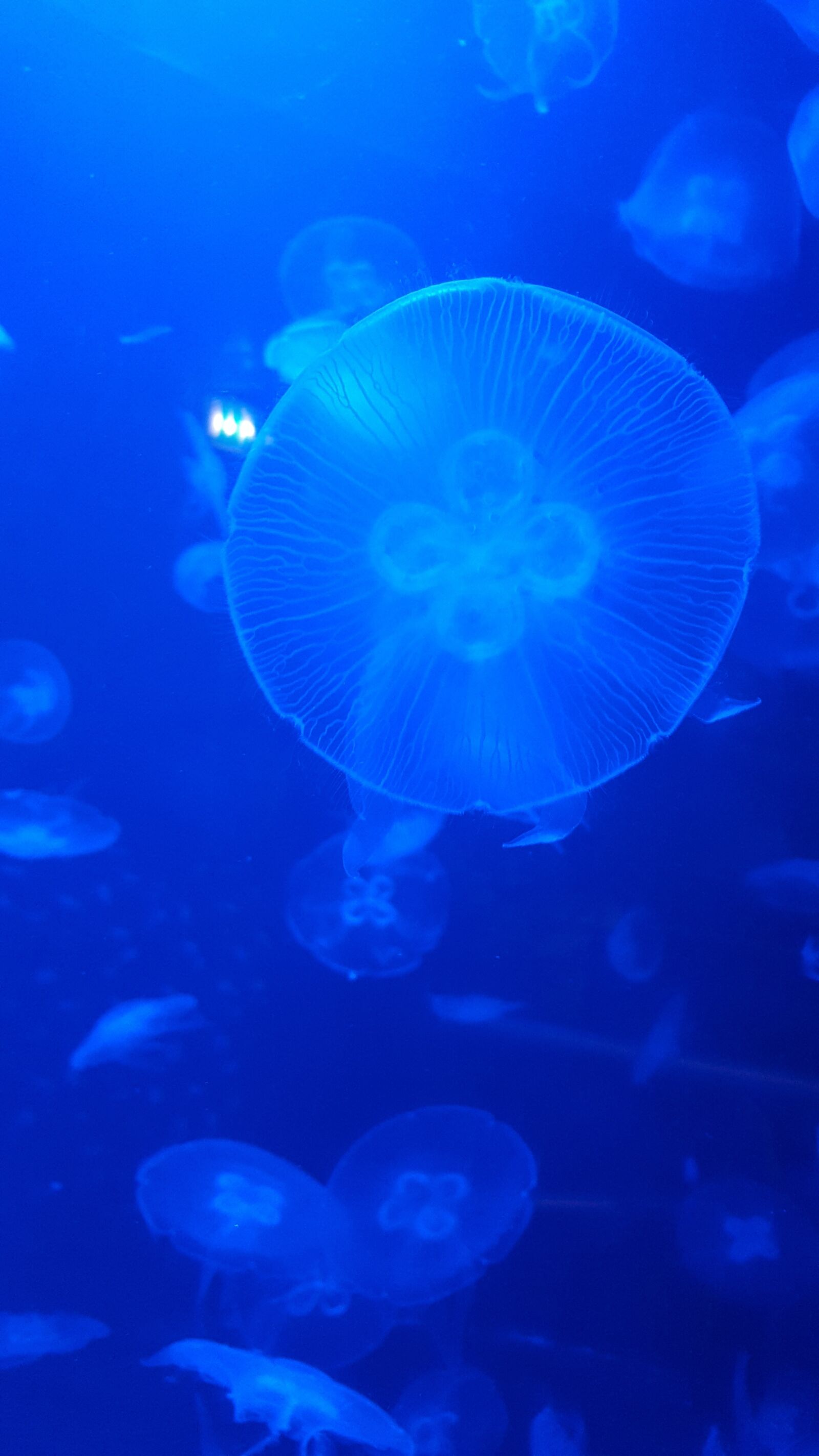 Samsung GALAXY S6 edge sample photo. Jellyfish, sea, ocean photography
