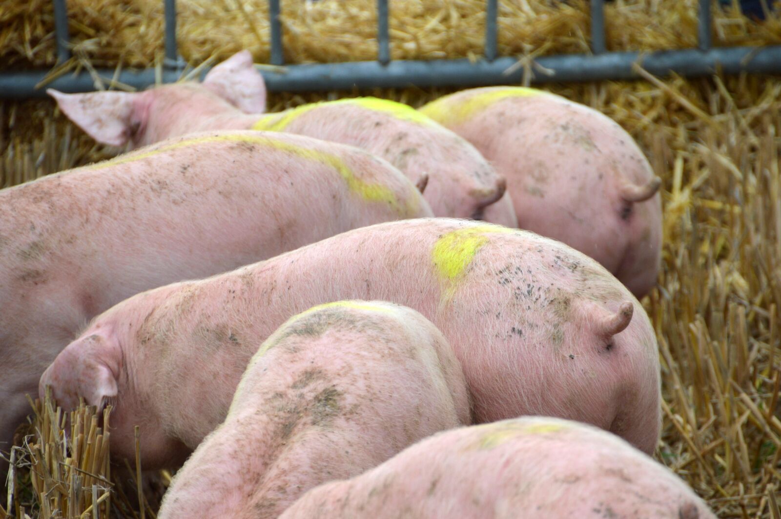 Nikon D3200 sample photo. Breeding, pig, pork photography