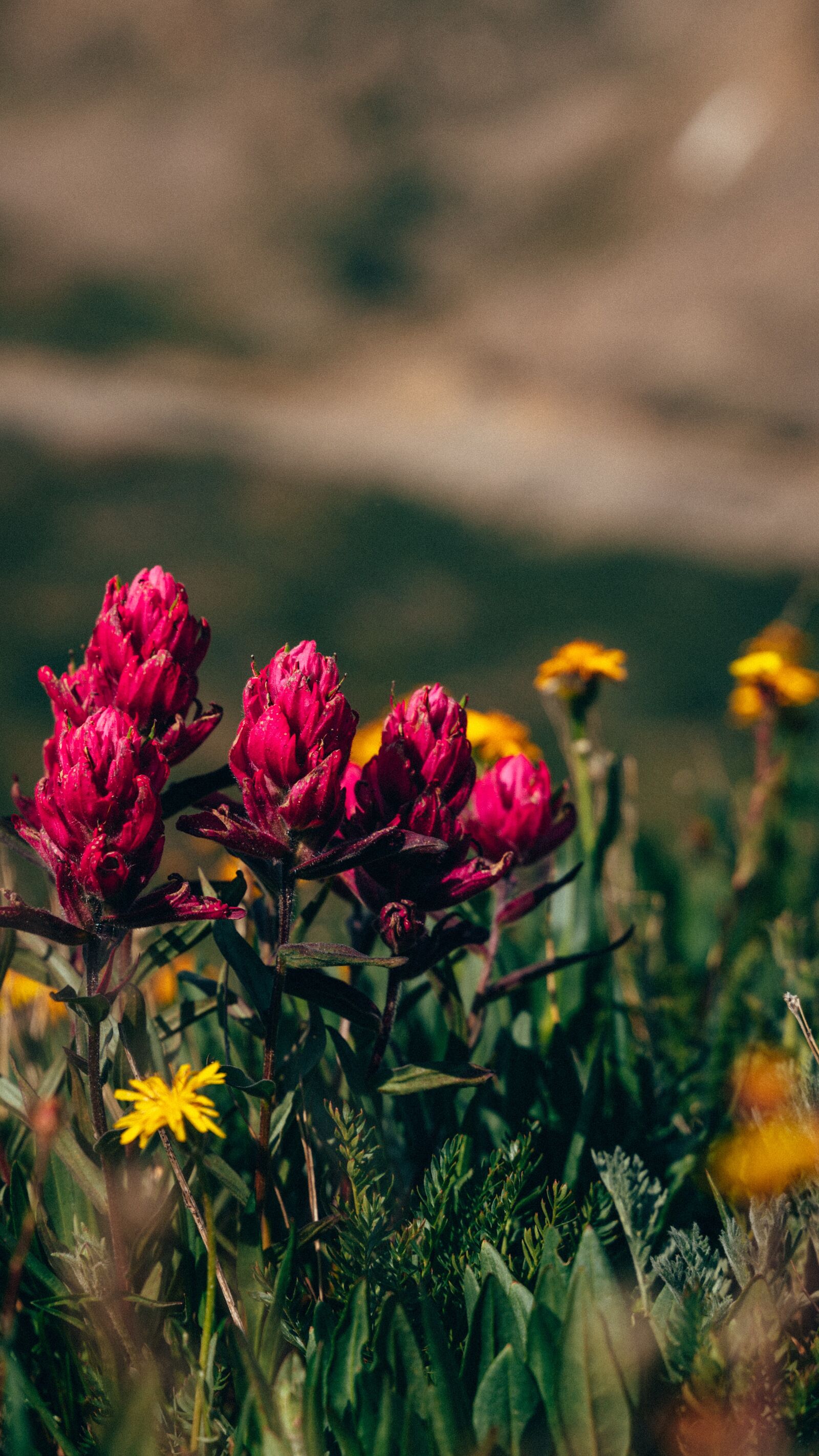 Tamron 28-75mm F2.8 Di III RXD sample photo. Flowers, meadow, grass photography
