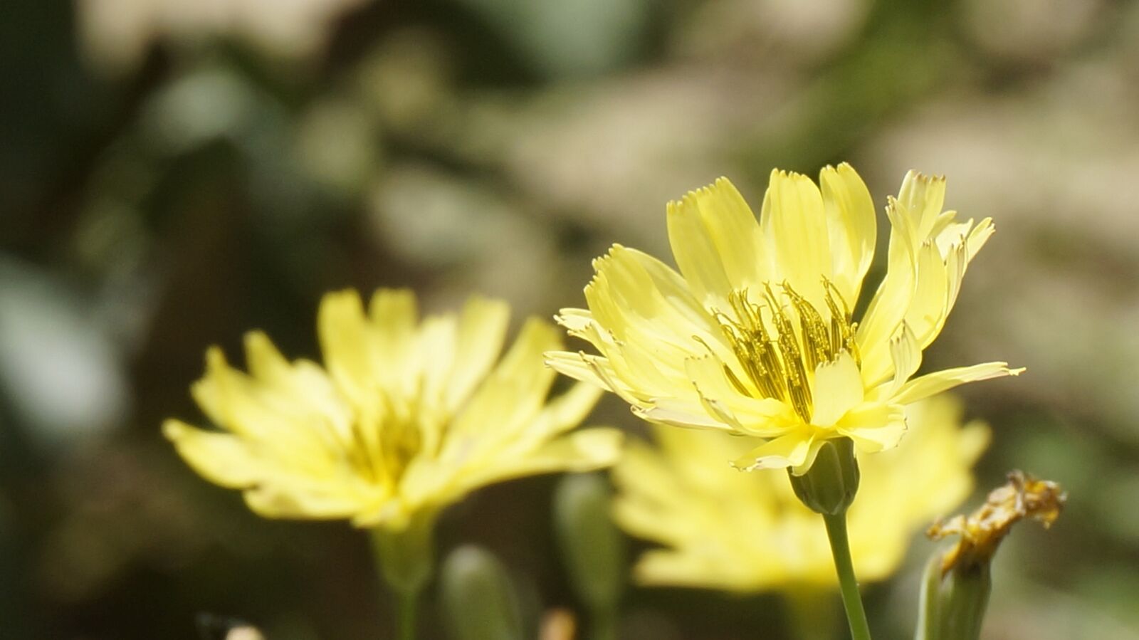 Sony Alpha NEX-3N sample photo. Kumai, flower, chrysanthemum photography
