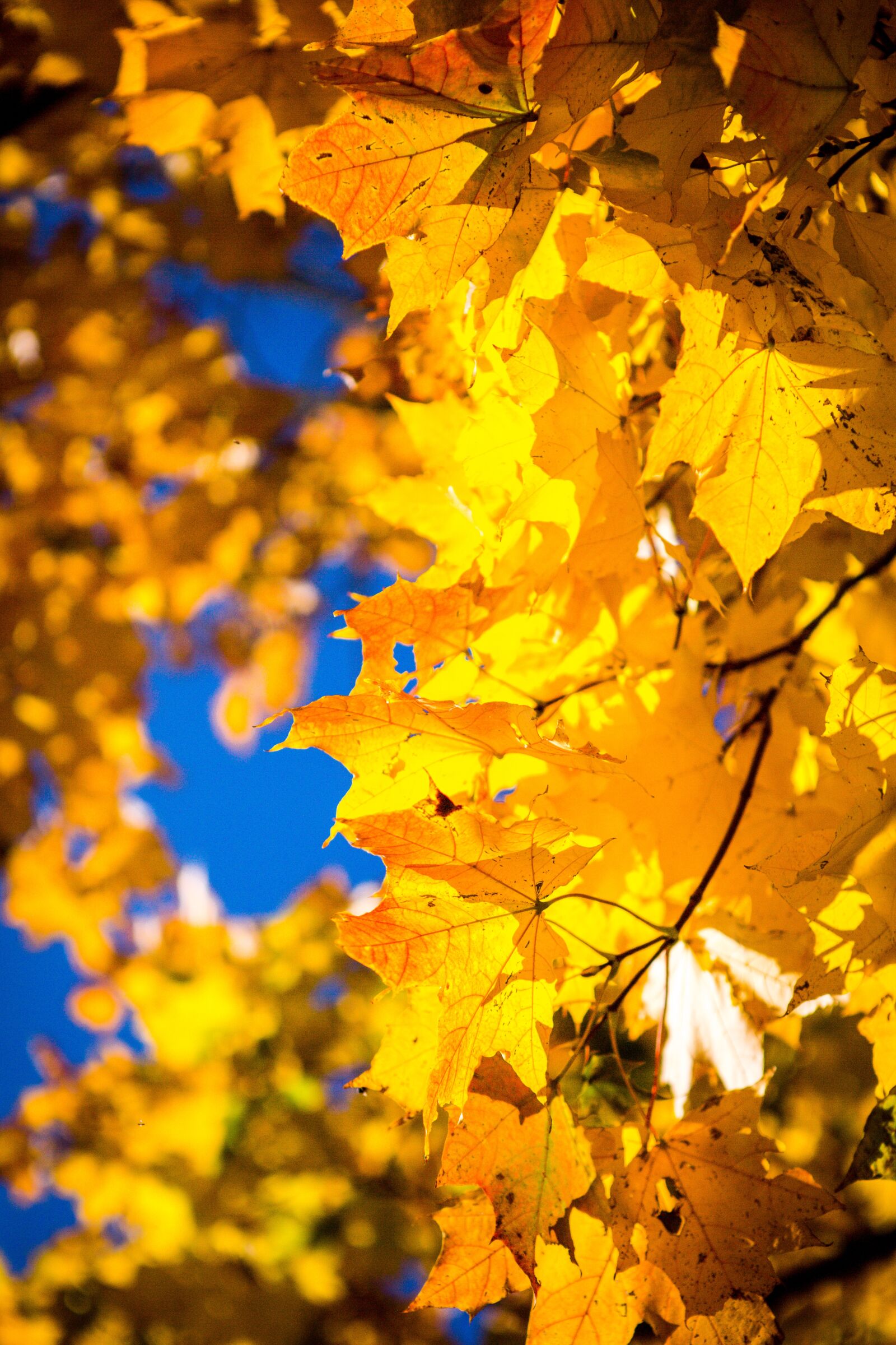 Canon EOS 5D Mark III sample photo. Autumn, leaves, maple photography