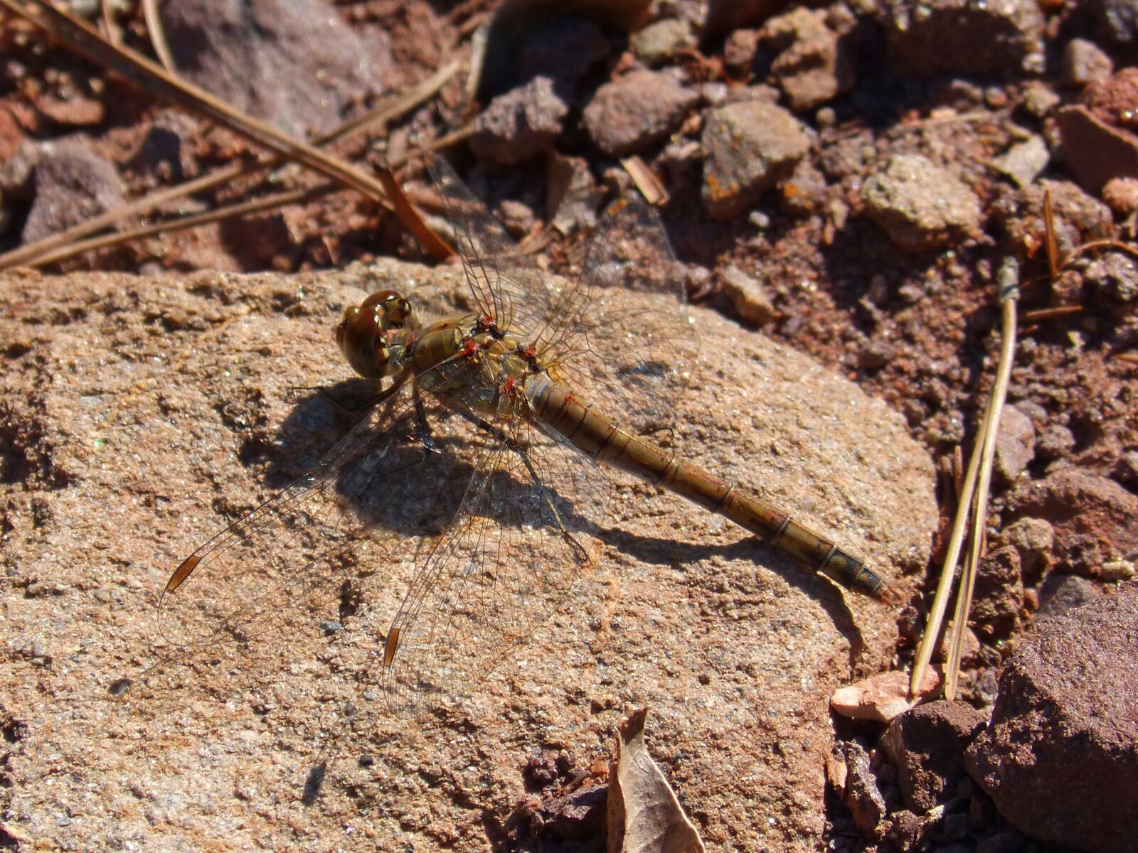 Panasonic DMC-FZ62 sample photo. Dragonfly, wings, insect photography