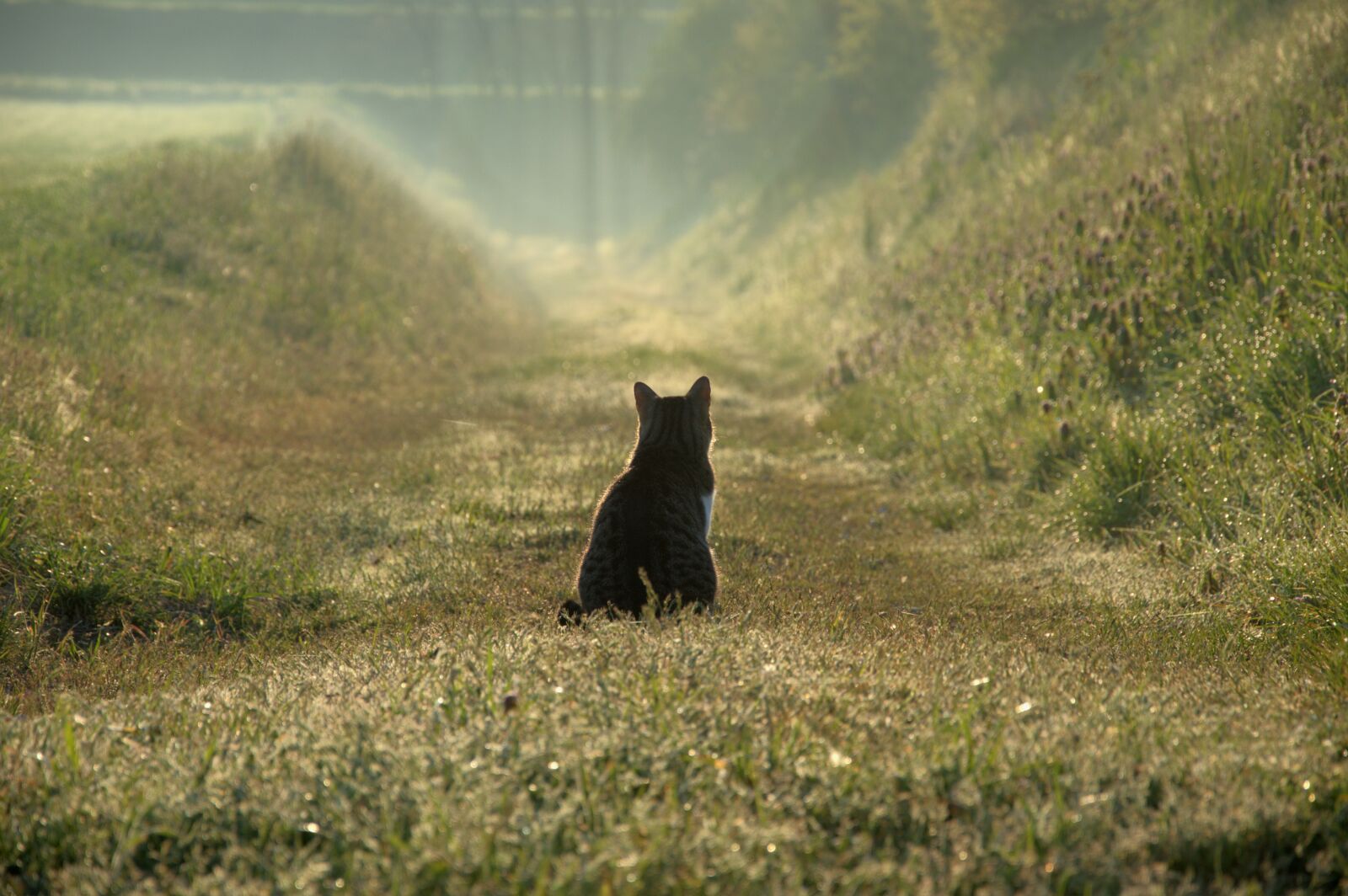 Nikon D3200 sample photo. Cat, fog, nature photography