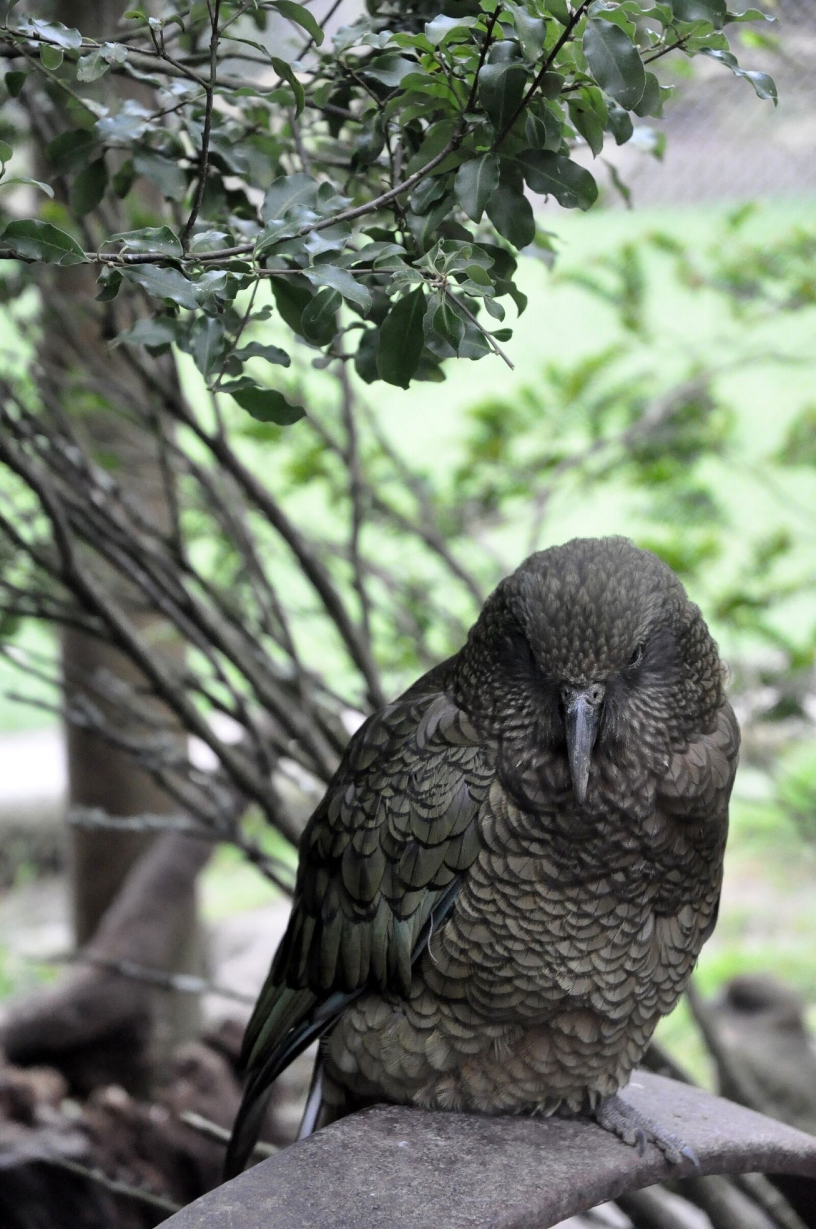 Nikon D90 sample photo. Bird, nature, wildlife photography