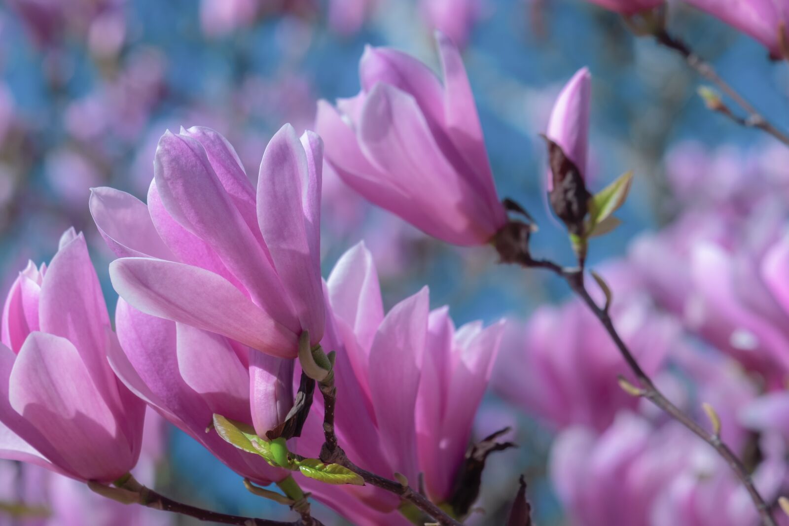 Fujifilm X-T10 sample photo. Tulip magnolia, tree, ornamental photography