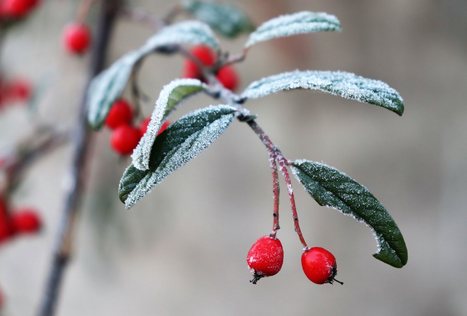 Canon EOS 200D (EOS Rebel SL2 / EOS Kiss X9) sample photo. Nature, winter, frost photography