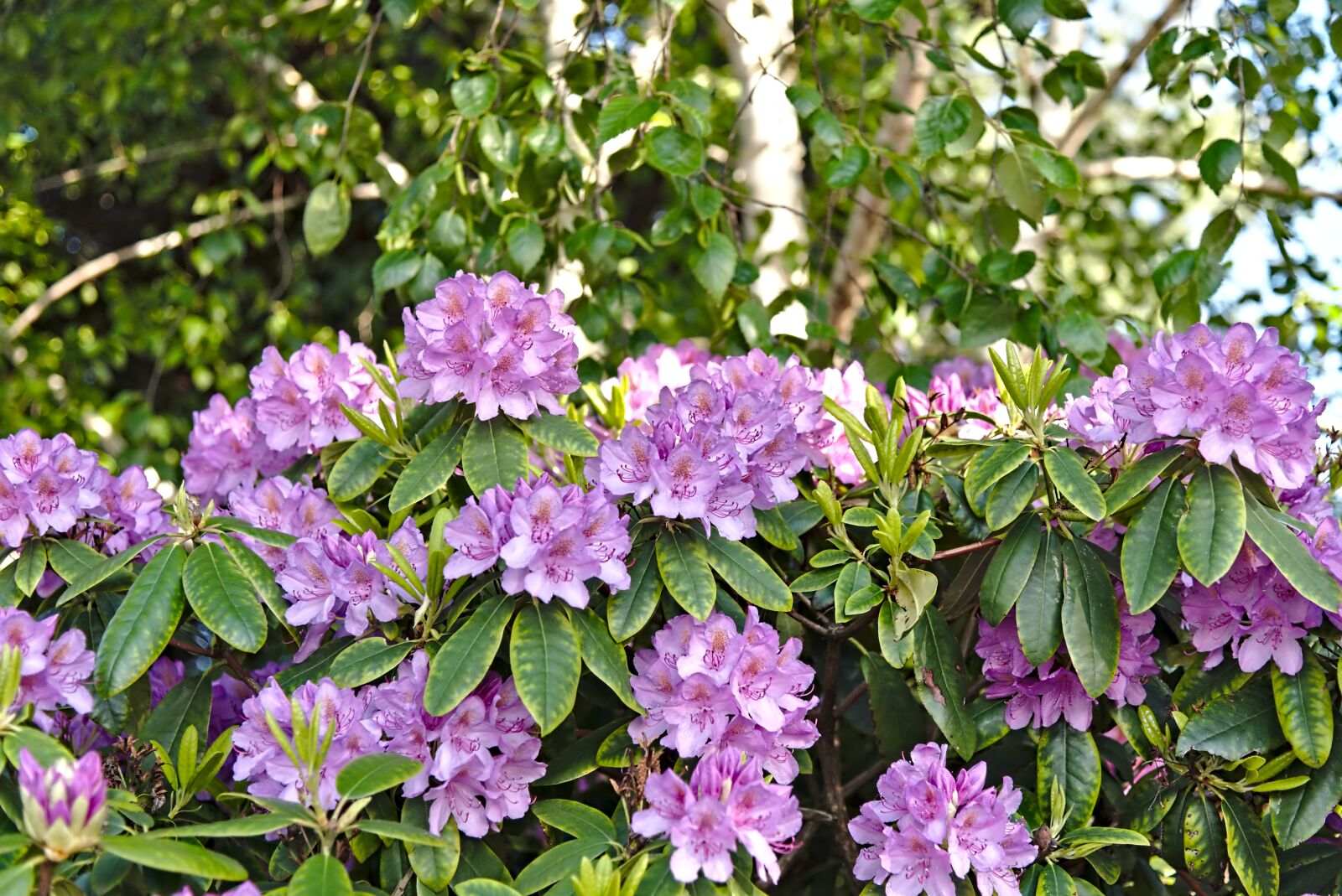 Nikon D750 sample photo. Rhododendron, flowers, pink photography