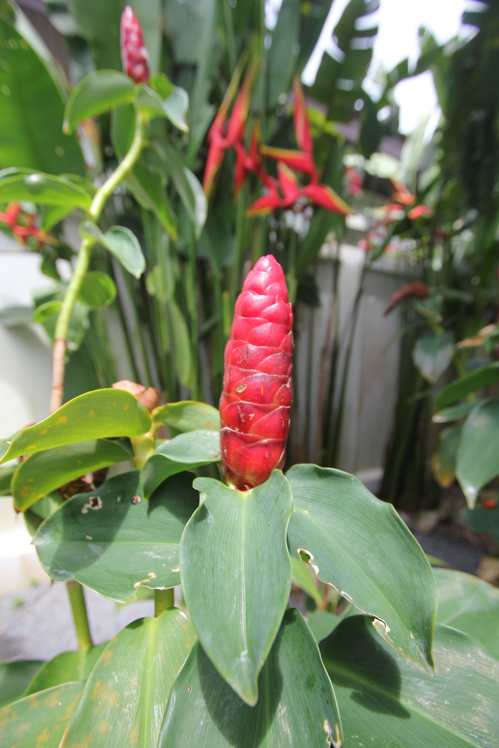 Canon EOS 550D (EOS Rebel T2i / EOS Kiss X4) sample photo. Flower, phuket, thailand photography
