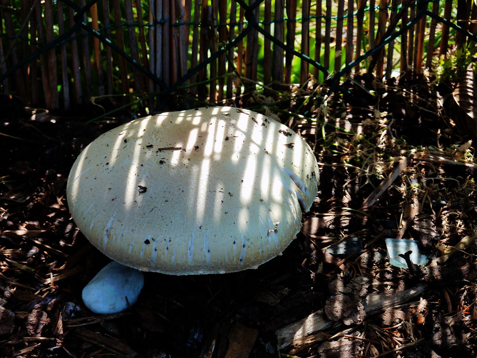 Panasonic DMC-TZ7 sample photo. Mushroom, forest floor, autumn photography
