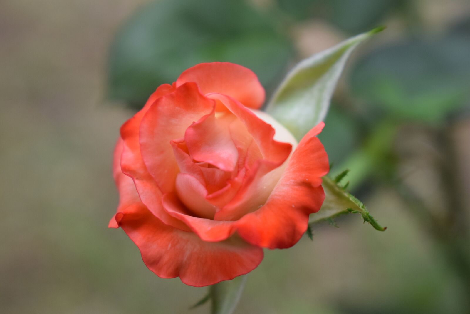 Nikon D5300 sample photo. Colombia, roses, petal photography
