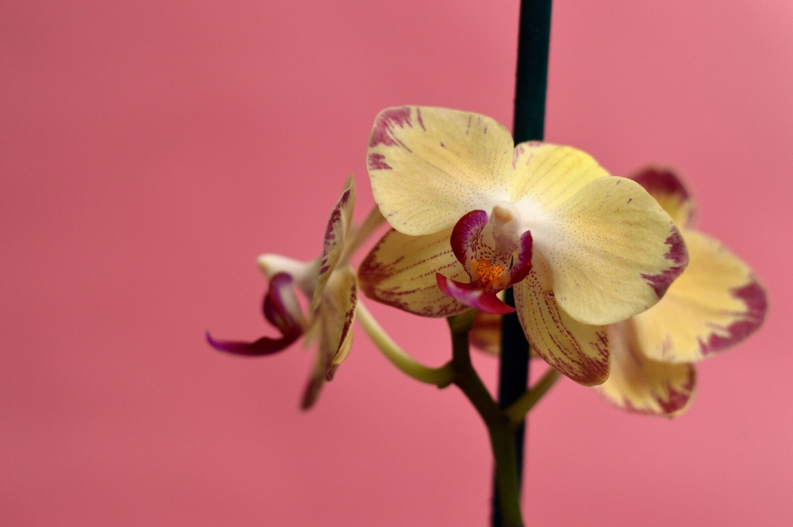Nikon D3200 sample photo. Orchid, tropical, flower photography