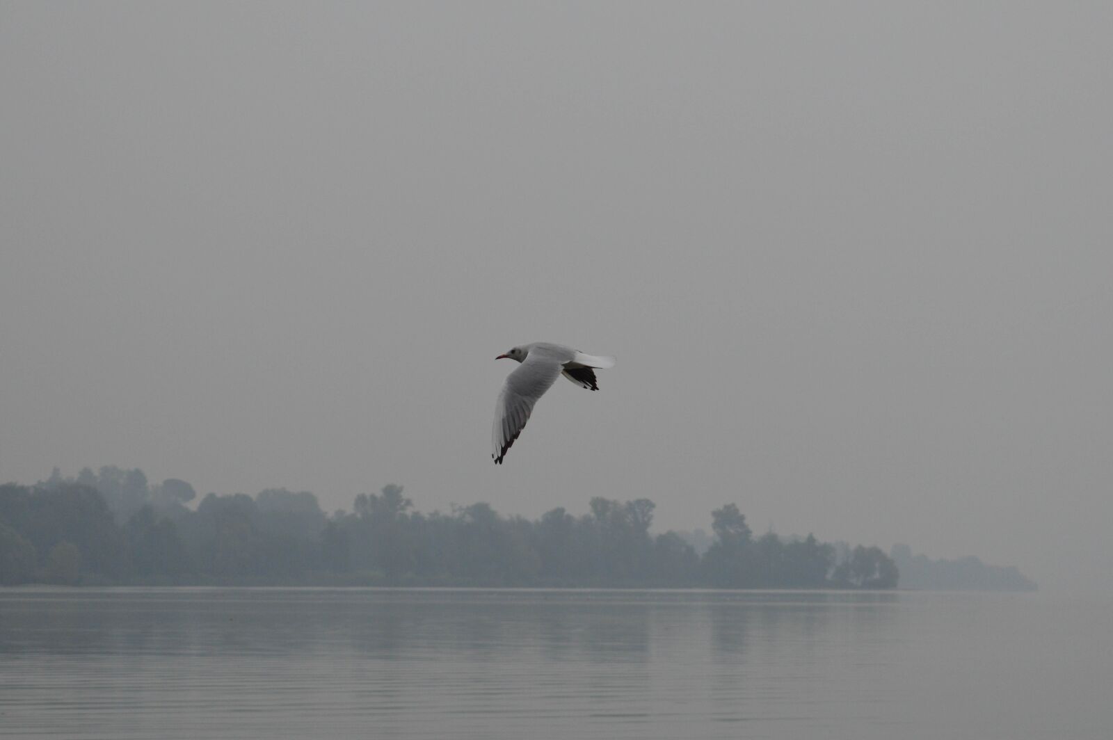 Nikon D3200 sample photo. Bird, seagull, nature photography
